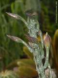 Monvillea spegazzinii