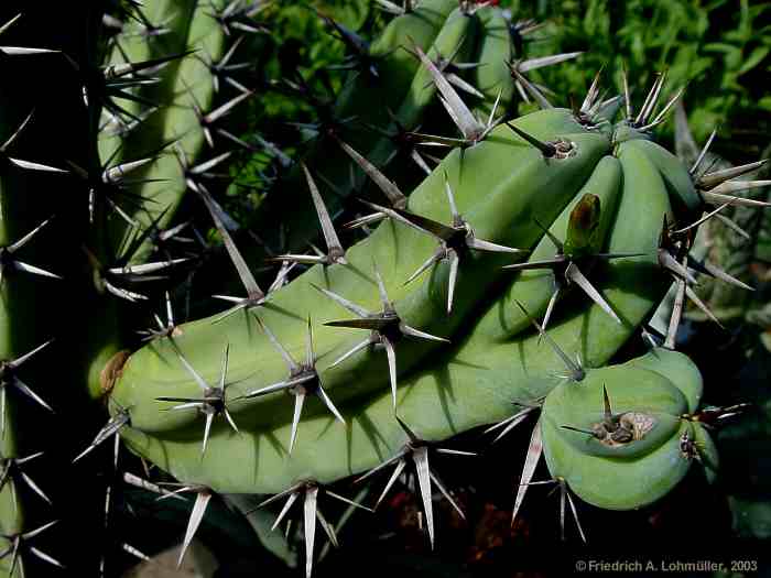 Myrtillocactus cochal