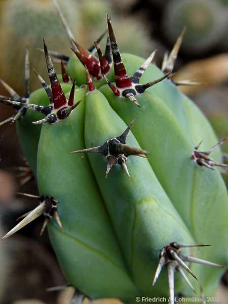 Myrtillocactus cochal