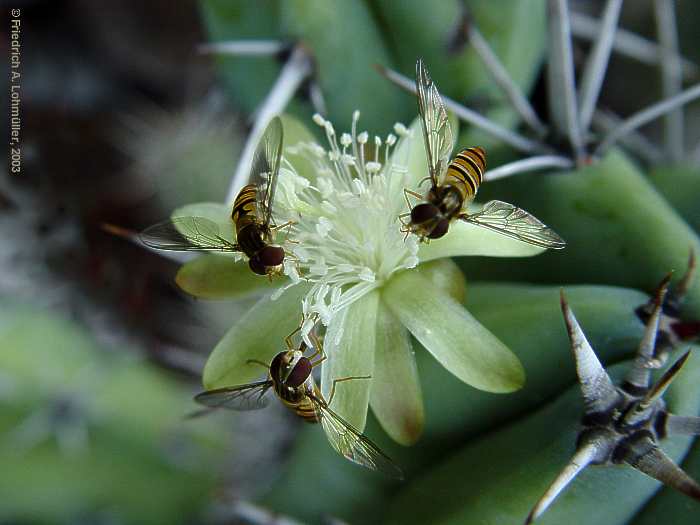 Myrtillocactus cochal