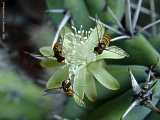 Myrtillocactus cochal