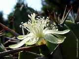 Myrtillocactus cochal