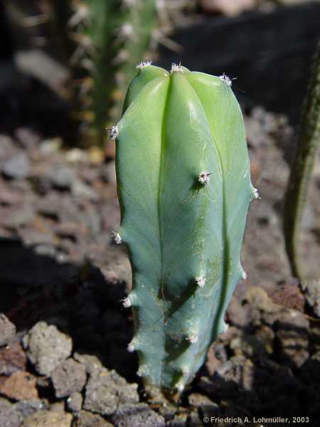 Myrtillocactus geometricians