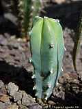 Myrtillocactus geometrizans