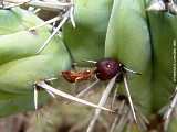 Myrtillocactus cochal