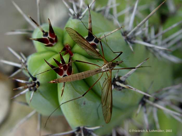 Myrtillocactus cochal