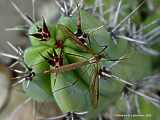 Myrtillocactus cochal