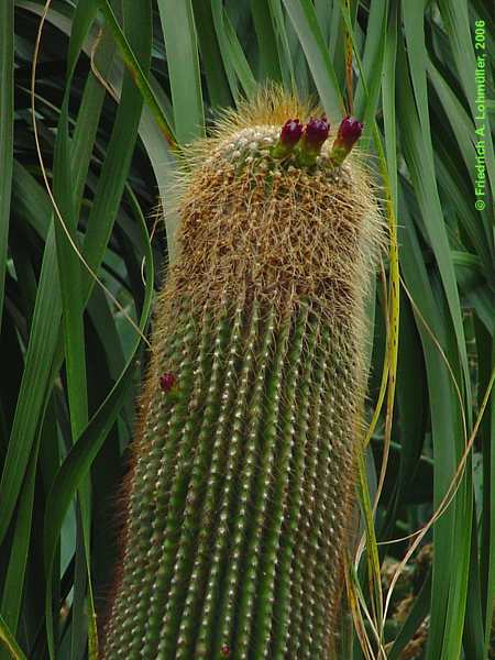 Neobuxbaumia polylopha