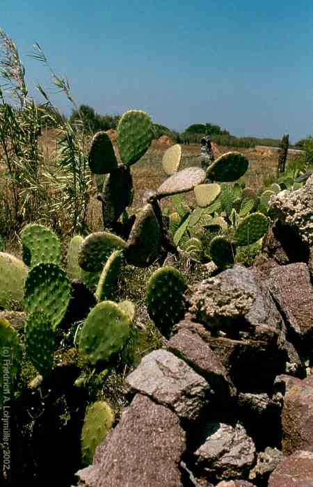 Opuntia ficus-indica (L.) MILL.