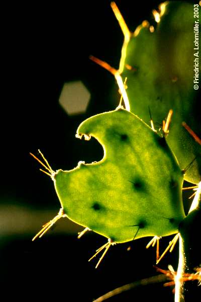 Brasiliopuntia brasilensis, Opuntia brasilensis