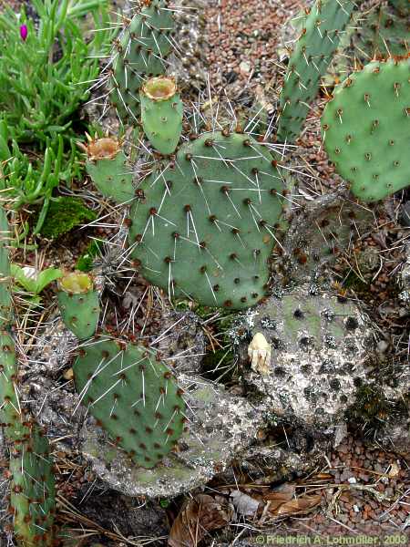 Opuntia phaeacantha var.longispina