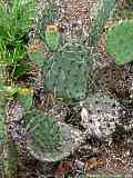 Opuntia