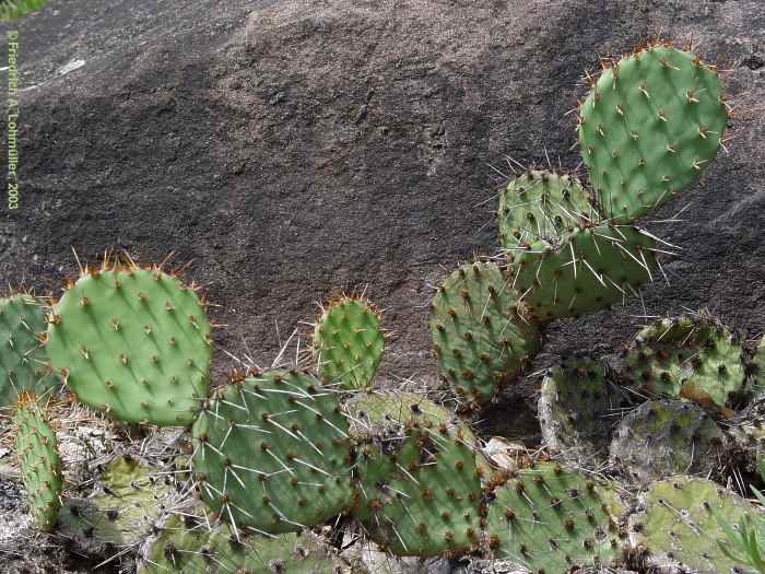 Opuntia phaeacantha var.longispina