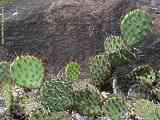 Opuntia phaeacanta