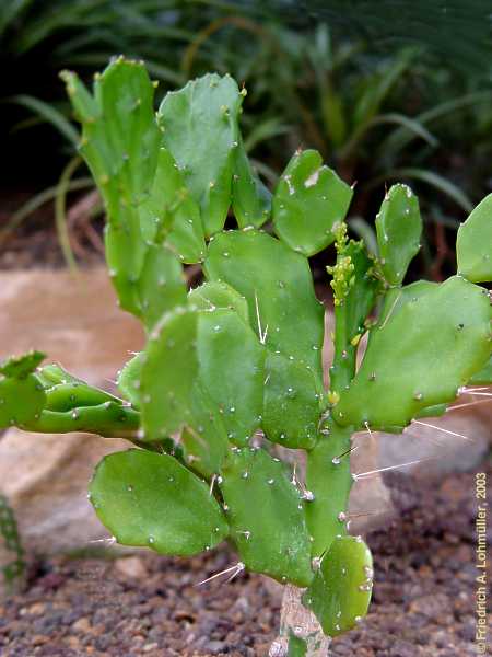 Brasiliopuntia brasilensis, Opuntia brasilensis