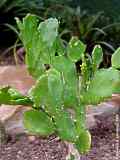 Brasiliopuntia brasiliensis