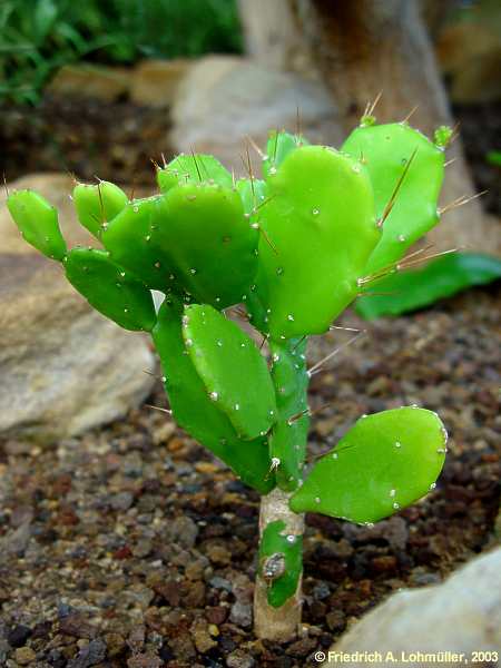 Brasiliopuntia brasilensis, Opuntia brasilensis