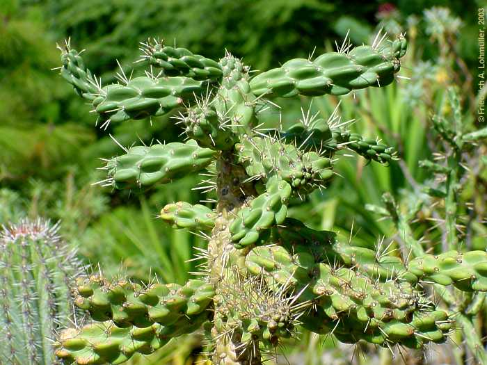 Cylindropuntia imbricata, Opuntia imbricata