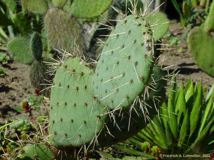 Opuntia 