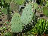 Opuntia species