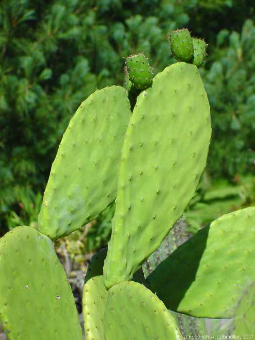 Opuntia crassa HAW.