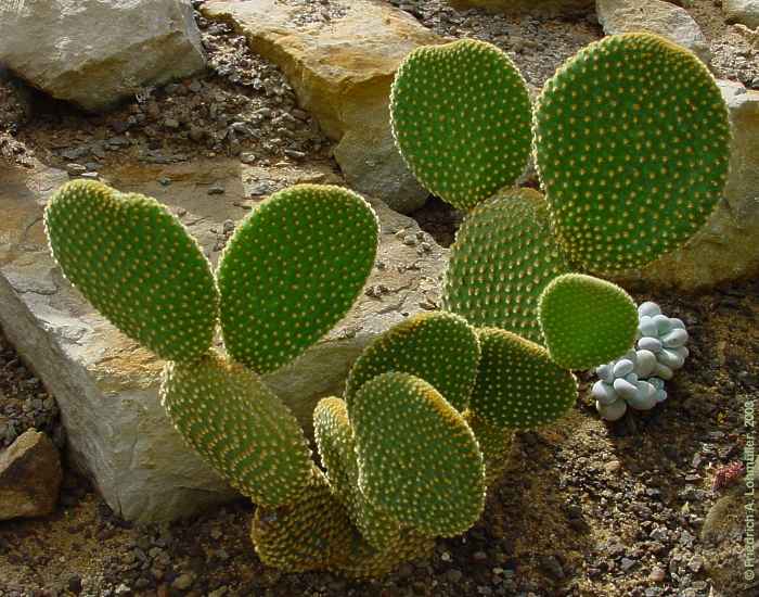 Opuntia microdasys