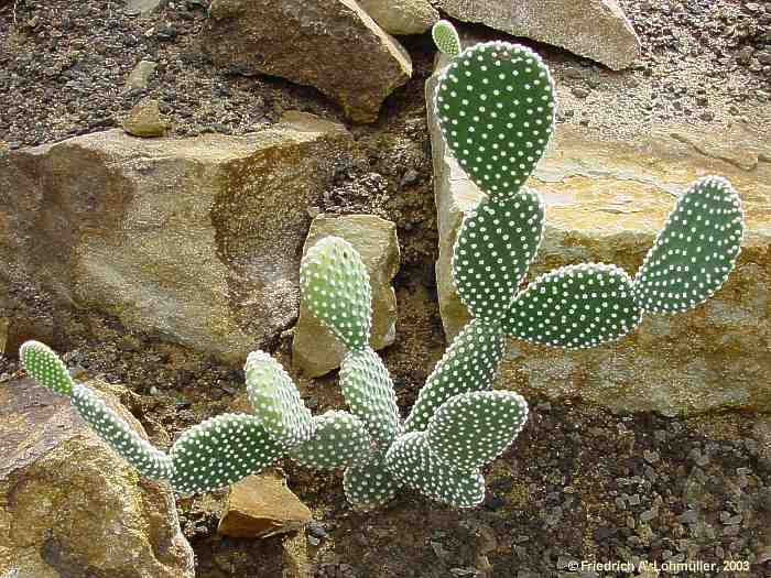 Opuntia microdasys