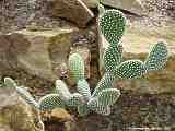 Opuntia microdasys