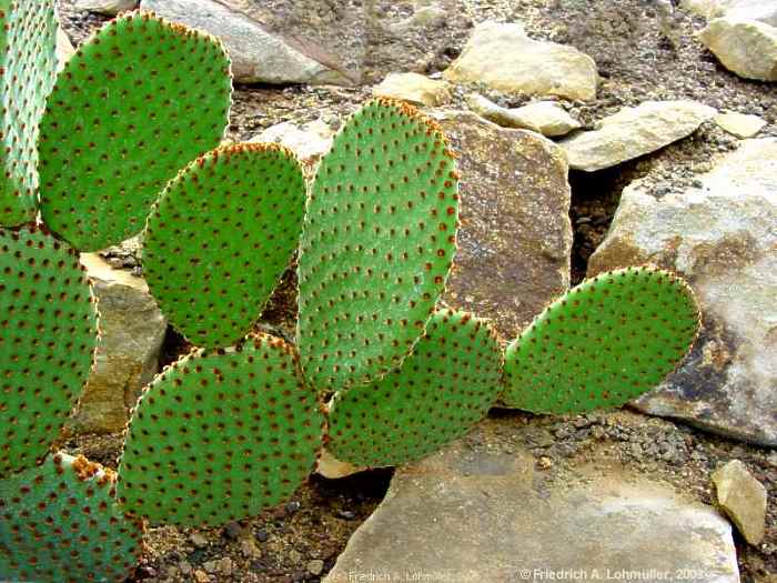 Opuntia microdasys