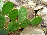 Opuntia microdasys