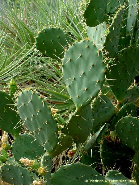 Opuntia stricta