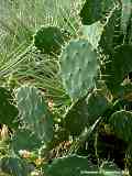 Opuntia stricta