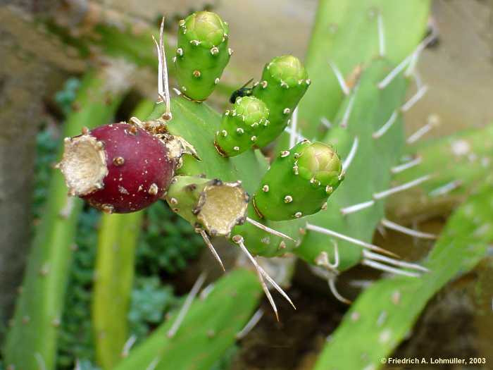 Opuntia anacantha, Opuntia bispinosa