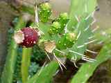 Opuntia anacantha