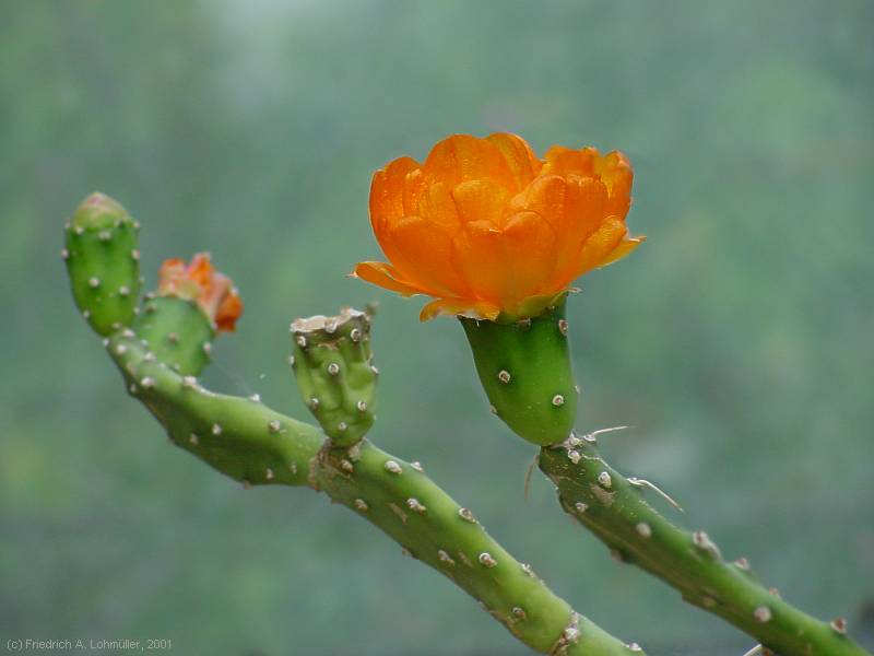 Opuntia anacantha, Opuntia bispinosa