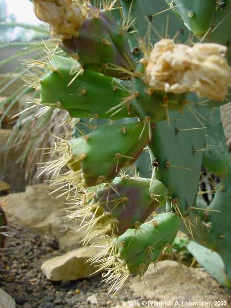 Opuntia stricta