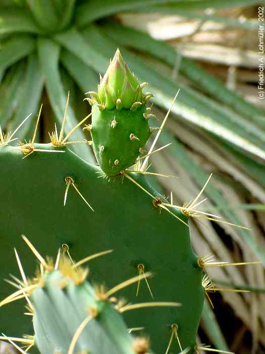 Opuntia stricta