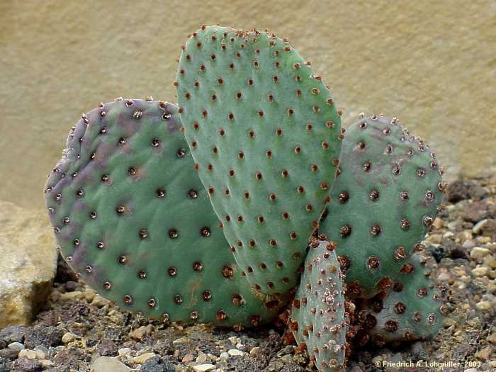 Opuntia species