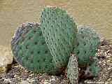 Opuntia basilaris