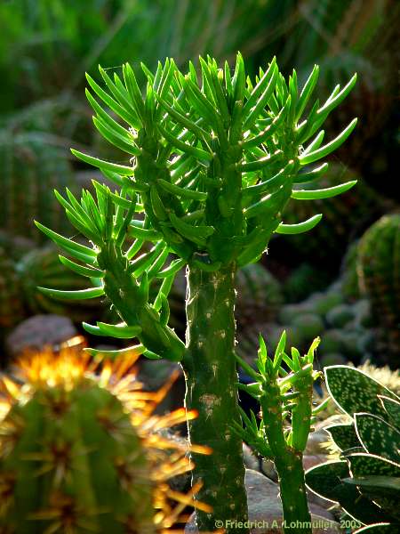 Austrocylindropuntia subulata, Opuntia subulata