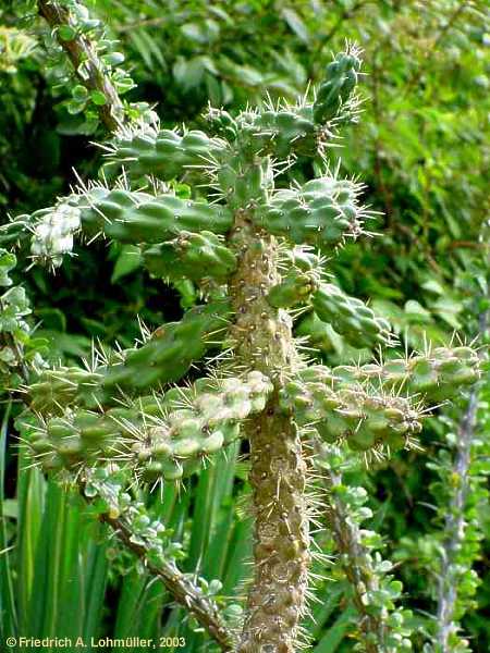 Cylindropuntia imbricata, Opuntia imbricata