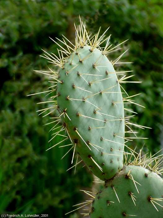 Opuntia robusta WENDL.