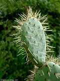 Opuntia species