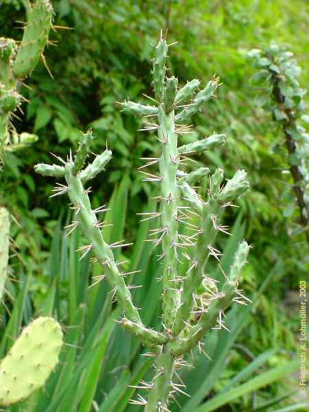 Cylindropuntia species