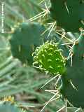 Opuntia stricta