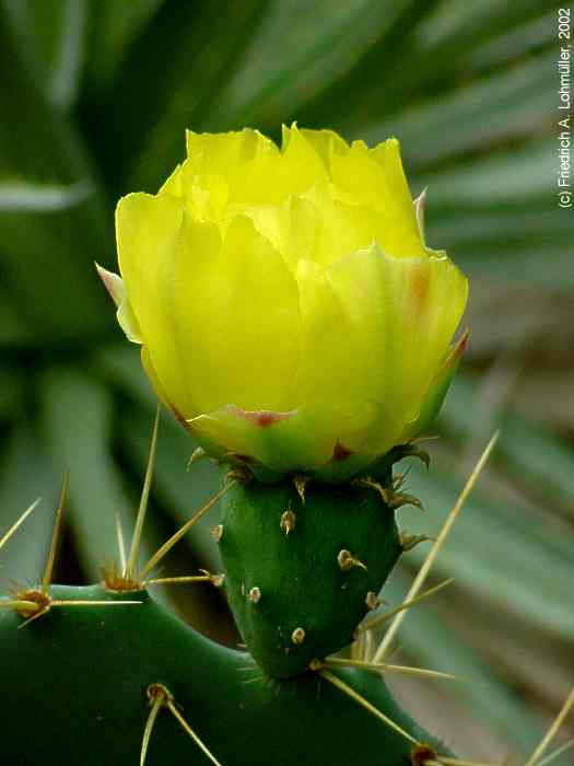 Opuntia stricta