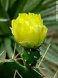 Opuntia stricta