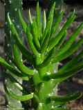 Austrocylindropuntia subulata