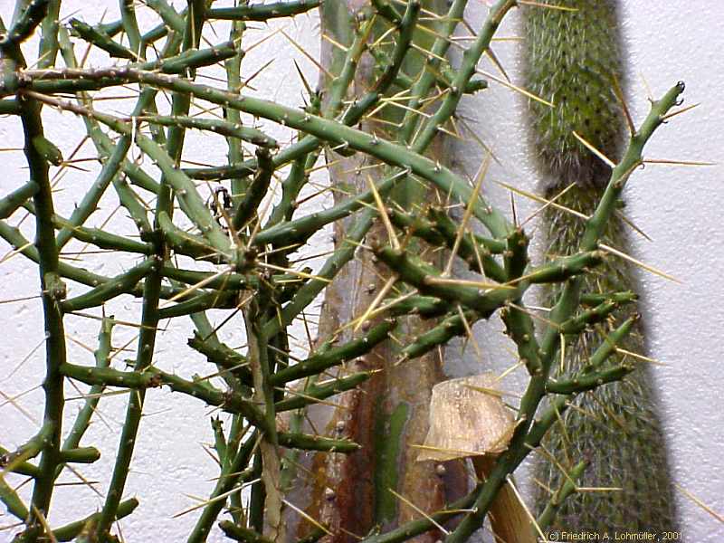 Opuntia leptocaulis DC., synonym: Cylindropuntia leptocaulis (DC.) KNUTH