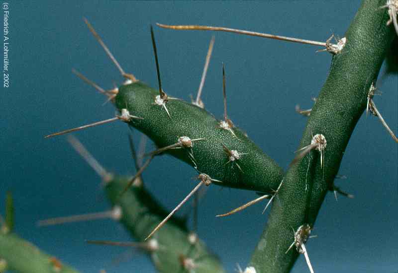 Opuntia leptocaulis DC., synonym: Cylindropuntia leptocaulis (DC.) KNUTH